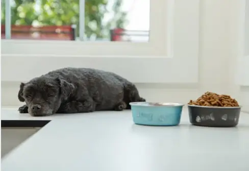 Is your Dog a Picky Eater?